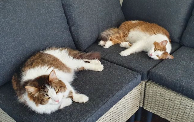 Sibirisk katt Amor Alekto